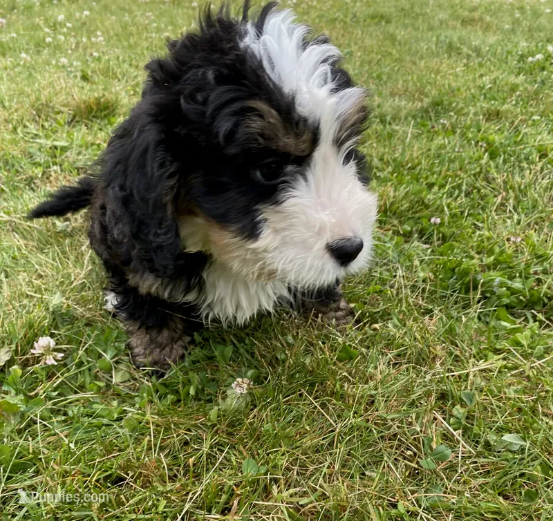 Ultra bernedoodle boy  – Bernedoodle puppy for sale in Yacolt, WA
