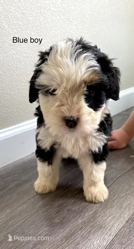 Reverse f1 Mini bernedoodle – Bernese Mountain Dog, Miniature Bernedoodle puppy for sale in Yacolt, WA