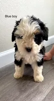 Reverse f1 bernedoodle (3) , a male Bernese Mountain Dog and Miniature Bernedoodle for sale in Yacolt, WA – 1 of 4