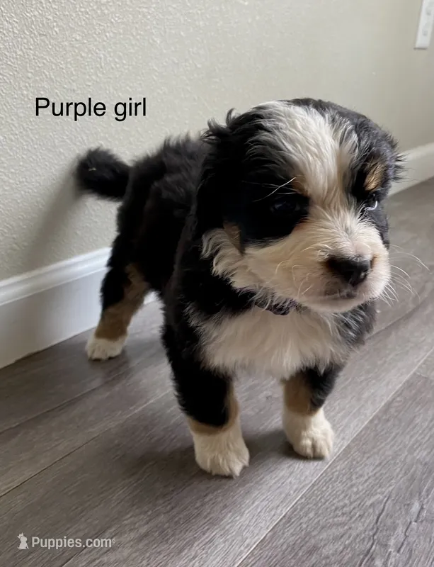 Reverse F1 Mini bernedoodle (2) – Bernese Mountain Dog, Miniature Bernedoodle puppy for sale in Yacolt, WA