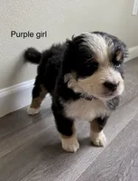 Reverse F1bernedoodle (2), a female Bernese Mountain Dog and Miniature Bernedoodle for sale in Yacolt, WA – 1 of 5