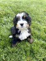 Ultra bernedoodle puppy (pink girl) , a female Bernedoodle for sale in Yacolt, WA – 2 of 5