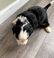 Reverse F1 Mini bernedoodle , a male Bernese Mountain Dog and Miniature Bernedoodle for sale in Yacolt, WA – Photo 2 of 4