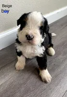 Reverse F1 Mini bernedoodle , a male Bernese Mountain Dog and Miniature Bernedoodle for sale in Yacolt, WA – Photo 1 of 4