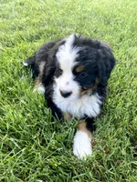 Ultra bernedoodle puppy (purple Girl) , a female Bernedoodle for sale in Yacolt, WA – 3 of 6
