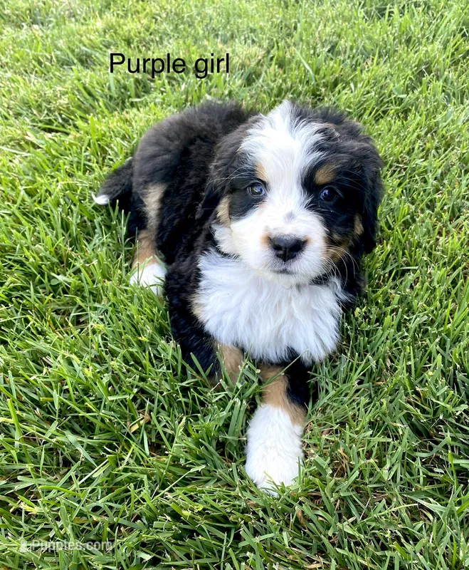 Ultra bernedoodle puppy (purple Girl)  – Bernedoodle puppy for sale in Yacolt, WA