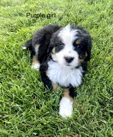 Ultra bernedoodle puppy (purple Girl) , a female Bernedoodle for sale in Yacolt, WA – 1 of 6