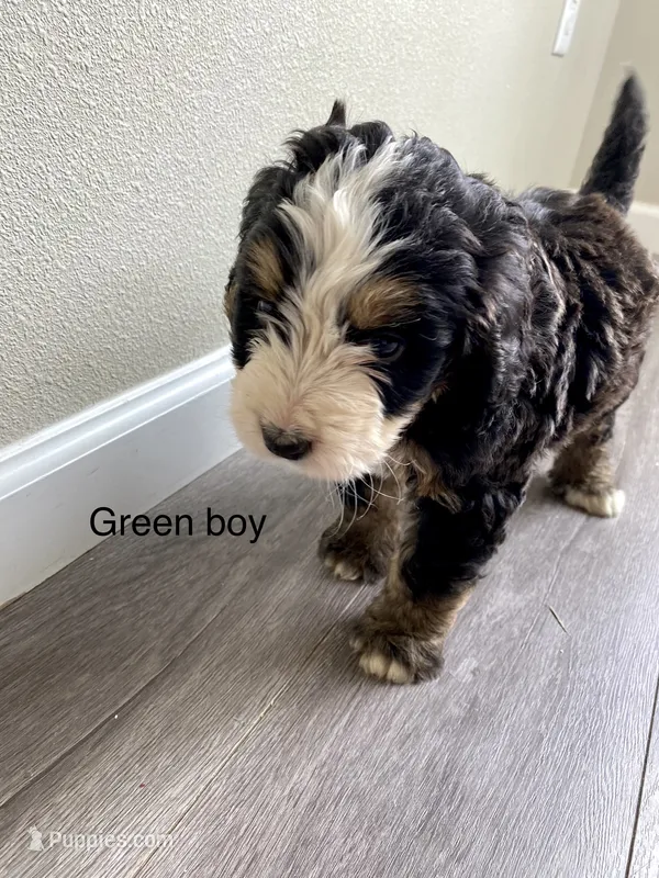 Reverse F1 Mini bernedoodle  – Bernese Mountain Dog, Miniature Bernedoodle puppy for sale in Yacolt, WA