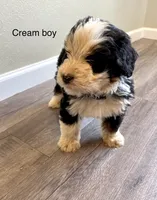 Reverse F1 bernedoodle , a male Bernese Mountain Dog and Miniature Bernedoodle for sale in Yacolt, WA – 2 of 5