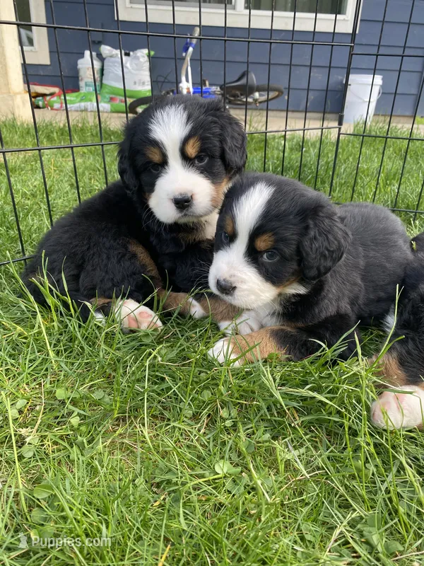 AKC Bernese mountain dog – Bernese Mountain Dog puppy for sale in Yacolt, WA