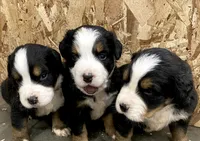 AKC Bernese mountain dog, a male Bernese Mountain Dog for sale in Yacolt, WA – 4 of 7