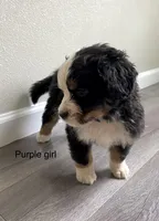 Reverse F1bernedoodle (2), a female Bernese Mountain Dog and Miniature Bernedoodle for sale in Yacolt, WA – 2 of 5