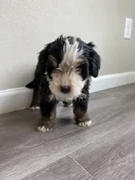 Reverse F1 bernedoodle (1), a female Bernese Mountain Dog and Miniature Bernedoodle for sale in Yacolt, WA – 4 of 6