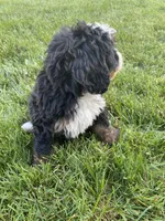 Ultra bernedoodle puppy (pink girl) , a female Bernedoodle for sale in Yacolt, WA – 3 of 5