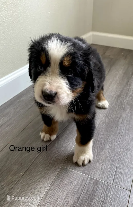 Reverse F1 Mini bernedoodle  – Bernese Mountain Dog, Miniature Bernedoodle puppy for sale in Yacolt, WA