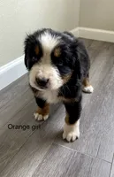 Reverse F1bernedoodle , a female Bernese Mountain Dog and Miniature Bernedoodle for sale in Yacolt, WA – 1 of 5
