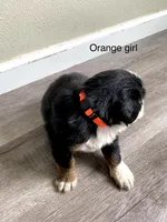 Reverse F1 Mini bernedoodle , a female Bernese Mountain Dog and Miniature Bernedoodle for sale in Yacolt, WA – Photo 2 of 4