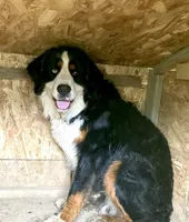 Reverse F1 Mini bernedoodle , a female Bernese Mountain Dog and Miniature Bernedoodle for sale in Yacolt, WA – Photo 3 of 4