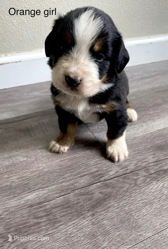 Reverse F1 Mini bernedoodle  – Bernese Mountain Dog, Miniature Bernedoodle puppy for sale in Yacolt, WA