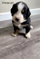 Reverse F1 Mini bernedoodle , a female Bernese Mountain Dog and Miniature Bernedoodle for sale in Yacolt, WA – Photo 1 of 4
