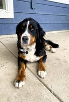 AKC Bernese mountain dog, a male Bernese Mountain Dog for sale in Yacolt, WA – 7 of 7