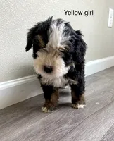 Reverse F1 bernedoodle (1), a female Bernese Mountain Dog and Miniature Bernedoodle for sale in Yacolt, WA – 3 of 6