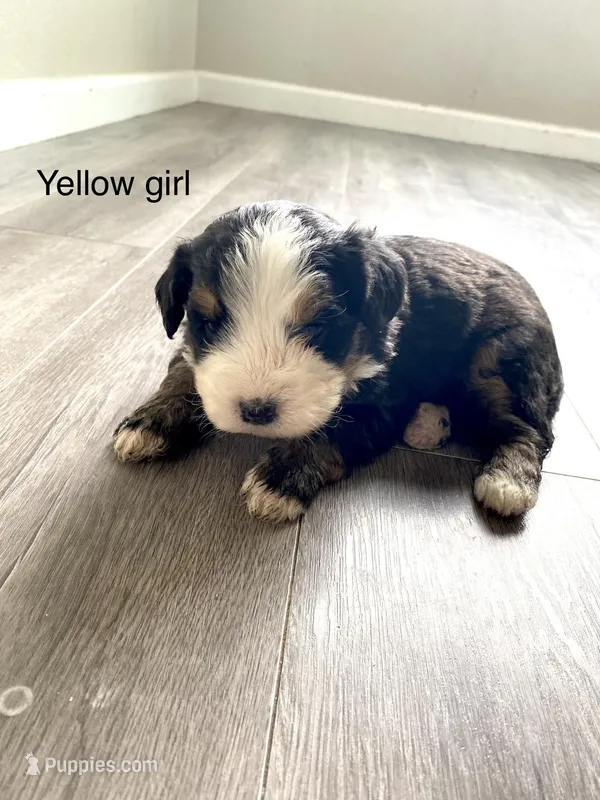 Reverse F1 Mini bernedoodle  – Bernese Mountain Dog, Miniature Bernedoodle puppy for sale in Yacolt, WA