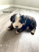 Reverse F1 Mini bernedoodle , a female Bernese Mountain Dog and Miniature Bernedoodle for sale in Yacolt, WA – Photo 1 of 5