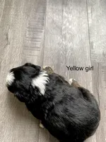 Reverse F1 Mini bernedoodle , a female Bernese Mountain Dog and Miniature Bernedoodle for sale in Yacolt, WA – Photo 3 of 5