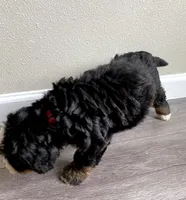 Reverse F1bernedoodle , a female Bernese Mountain Dog and Miniature Bernedoodle for sale in Yacolt, WA – 3 of 5