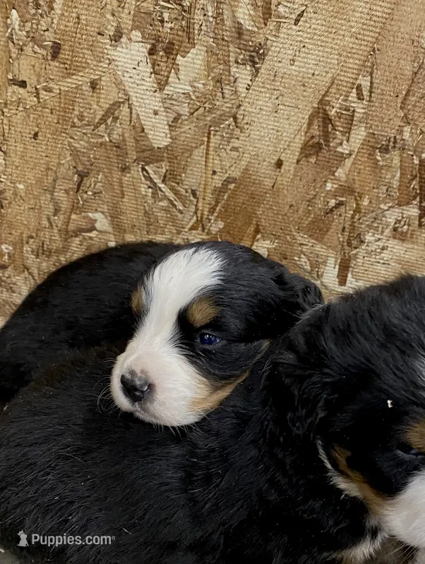 AKC Bernese mountain dog – Bernese Mountain Dog puppy for sale in Yacolt, WA