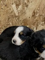 AKC Bernese mountain dog, a male Bernese Mountain Dog for sale in Yacolt, WA – 1 of 7