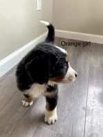 Reverse F1bernedoodle , a female Bernese Mountain Dog and Miniature Bernedoodle for sale in Yacolt, WA – 3 of 5
