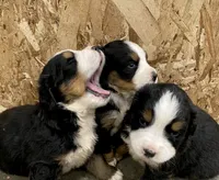 AKC Bernese mountain dog, a male Bernese Mountain Dog for sale in Yacolt, WA – 5 of 7