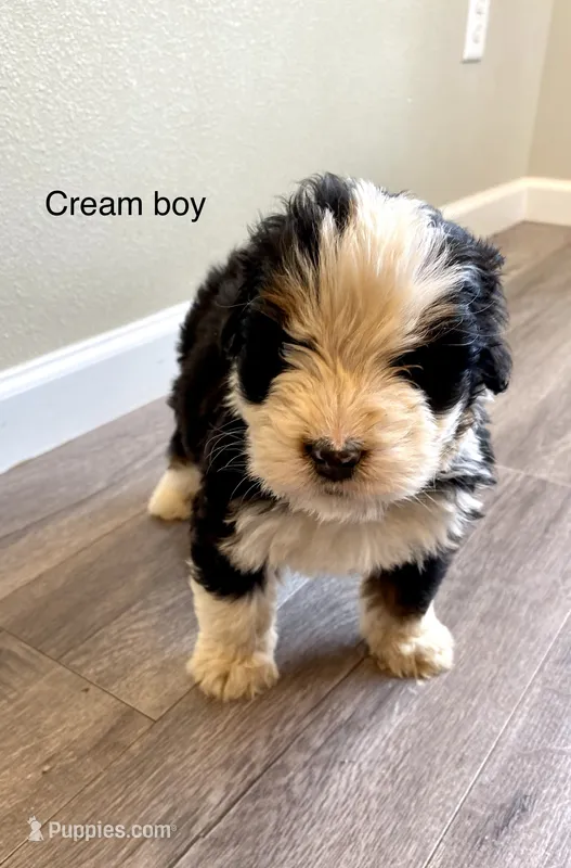Reverse F1 Mini bernedoodle  – Bernese Mountain Dog, Miniature Bernedoodle puppy for sale in Yacolt, WA