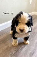 Reverse F1 bernedoodle , a male Bernese Mountain Dog and Miniature Bernedoodle for sale in Yacolt, WA – 1 of 5