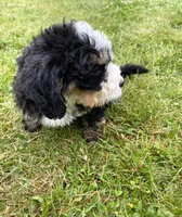 Ultra bernedoodle boy , a male Bernedoodle for sale in Yacolt, WA – 2 of 5