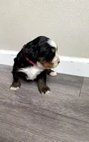 Reverse F1 Mini bernedoodle , a female Bernese Mountain Dog and Miniature Bernedoodle for sale in Yacolt, WA – Photo 2 of 4