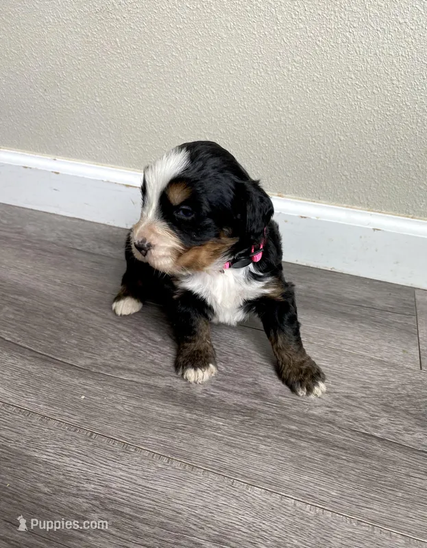 Reverse F1 Mini bernedoodle  – Bernese Mountain Dog, Miniature Bernedoodle puppy for sale in Yacolt, WA