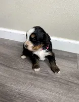 Reverse F1 Mini bernedoodle , a female Bernese Mountain Dog and Miniature Bernedoodle for sale in Yacolt, WA – Photo 1 of 4