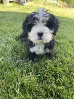 Ultra bernedoodle puppy (yellow girl) , a female Bernedoodle for sale in Yacolt, WA – 3 of 5