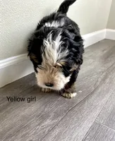 Reverse F1 bernedoodle (1), a female Bernese Mountain Dog and Miniature Bernedoodle for sale in Yacolt, WA – 2 of 6