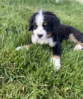 Ultra bernedoodle puppy (purple Girl) , a female Bernedoodle for sale in Yacolt, WA – 2 of 6