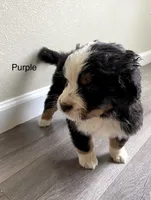 Reverse F1bernedoodle (2), a female Bernese Mountain Dog and Miniature Bernedoodle for sale in Yacolt, WA – 3 of 5