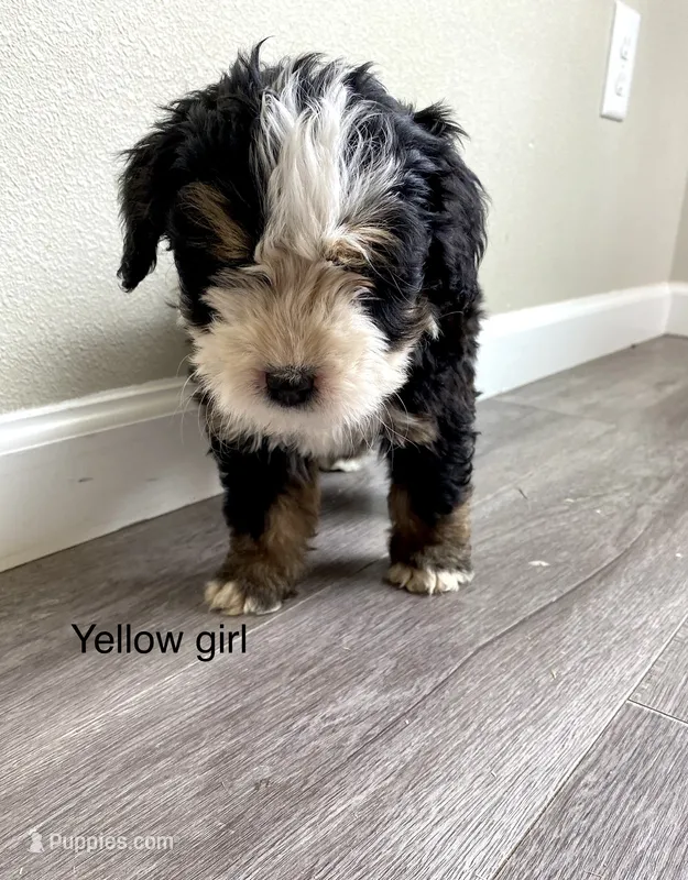Reverse F1 Mini bernedoodle (1) – Bernese Mountain Dog, Miniature Bernedoodle puppy for sale in Yacolt, WA