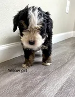 Reverse F1 bernedoodle (1), a female Bernese Mountain Dog and Miniature Bernedoodle for sale in Yacolt, WA – 1 of 6