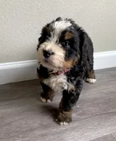 Reverse F1bernedoodle , a female Bernese Mountain Dog and Miniature Bernedoodle for sale in Yacolt, WA – 2 of 5