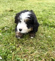 Ultra bernedoodle boy , a male Bernedoodle for sale in Yacolt, WA – 3 of 5