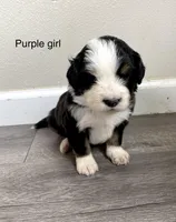 Reverse F1 Mini bernedoodle, a female Bernese Mountain Dog and Miniature Bernedoodle for sale in Yacolt, WA – Photo 1 of 4