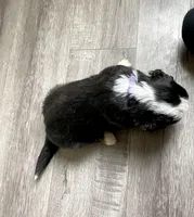 Reverse F1 Mini bernedoodle, a female Bernese Mountain Dog and Miniature Bernedoodle for sale in Yacolt, WA – Photo 2 of 4